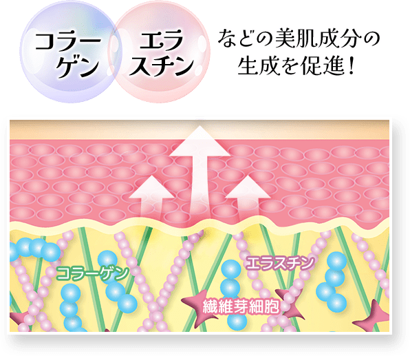 コラーゲン・エラスチンなどの美肌成分の生成を促進！