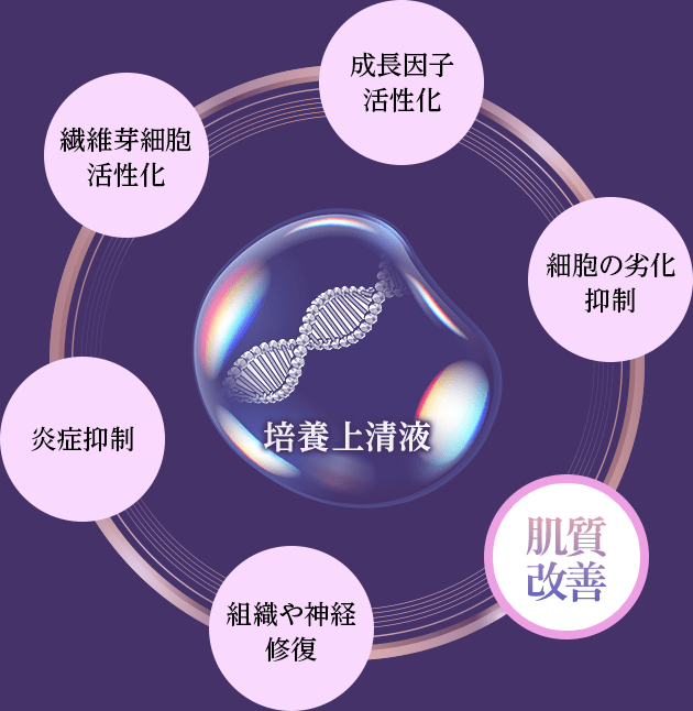 培養上清液：成長因子活性化 細胞の劣化抑制 肌組織の再生を促進 組織や神経修復 炎症抑制 繊維芽細胞活性化