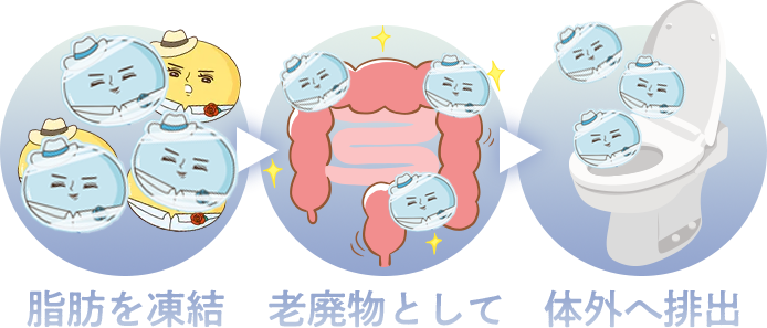 脂肪を凍結し老廃物として体外へ排出する流れ