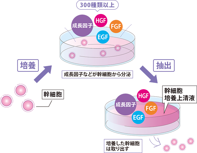 培養上清液とは【画像】