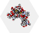 EGF（上皮細胞増殖因子）【画像】